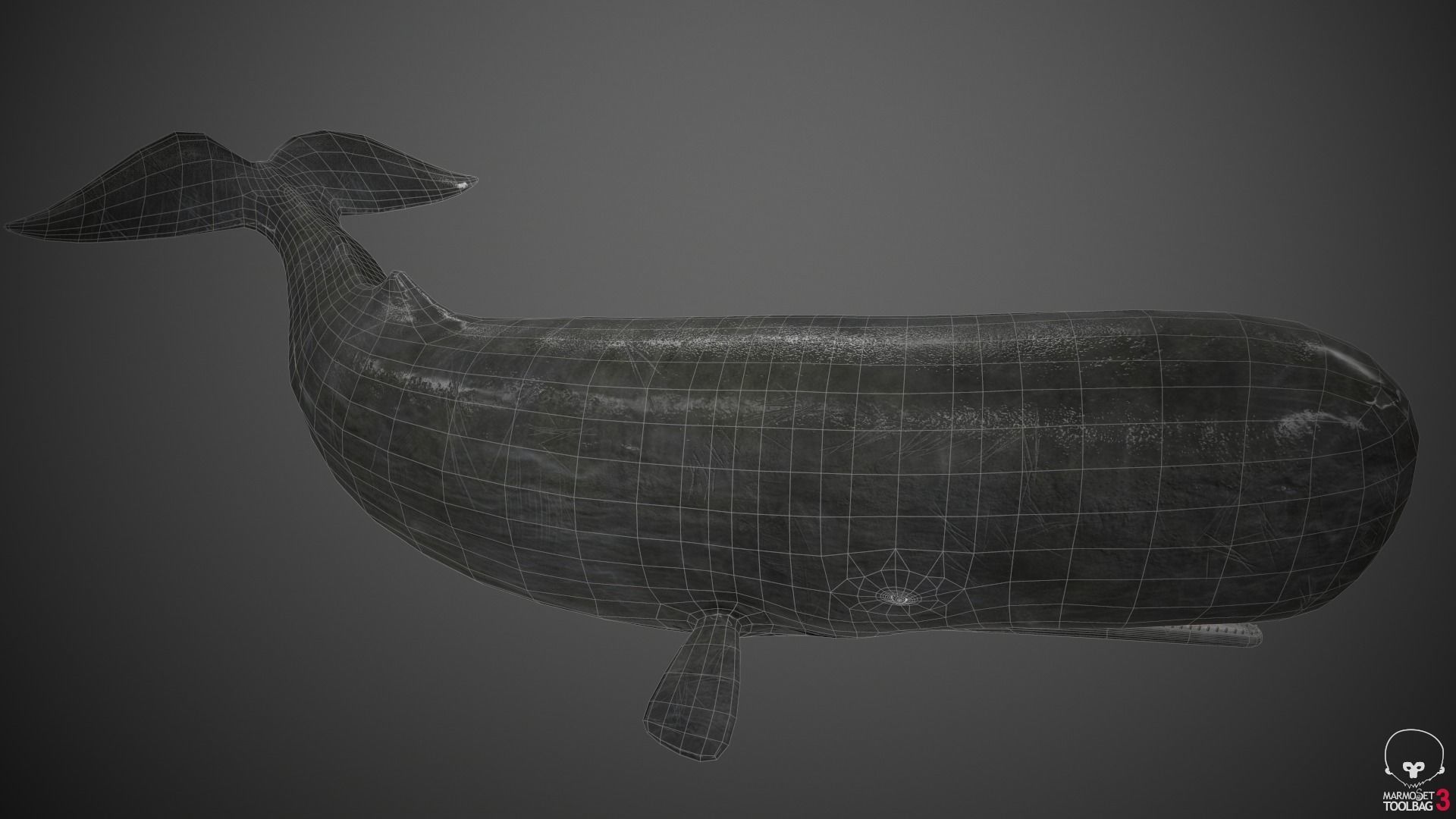 Sperm Whale Low-poly 3D model_16