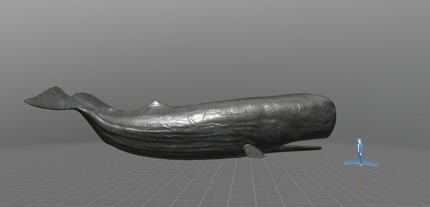 Sperm Whale Low-poly 3D model_3