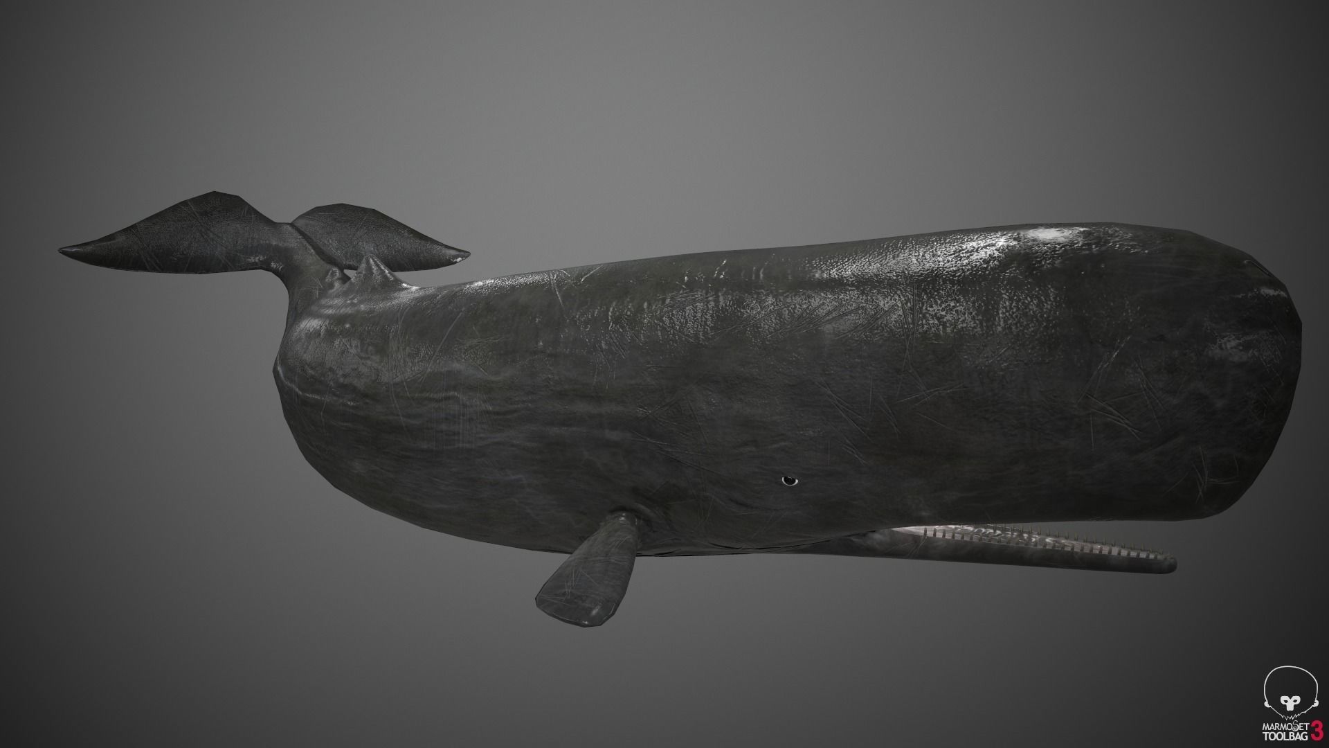 Sperm Whale Low-poly 3D model_8