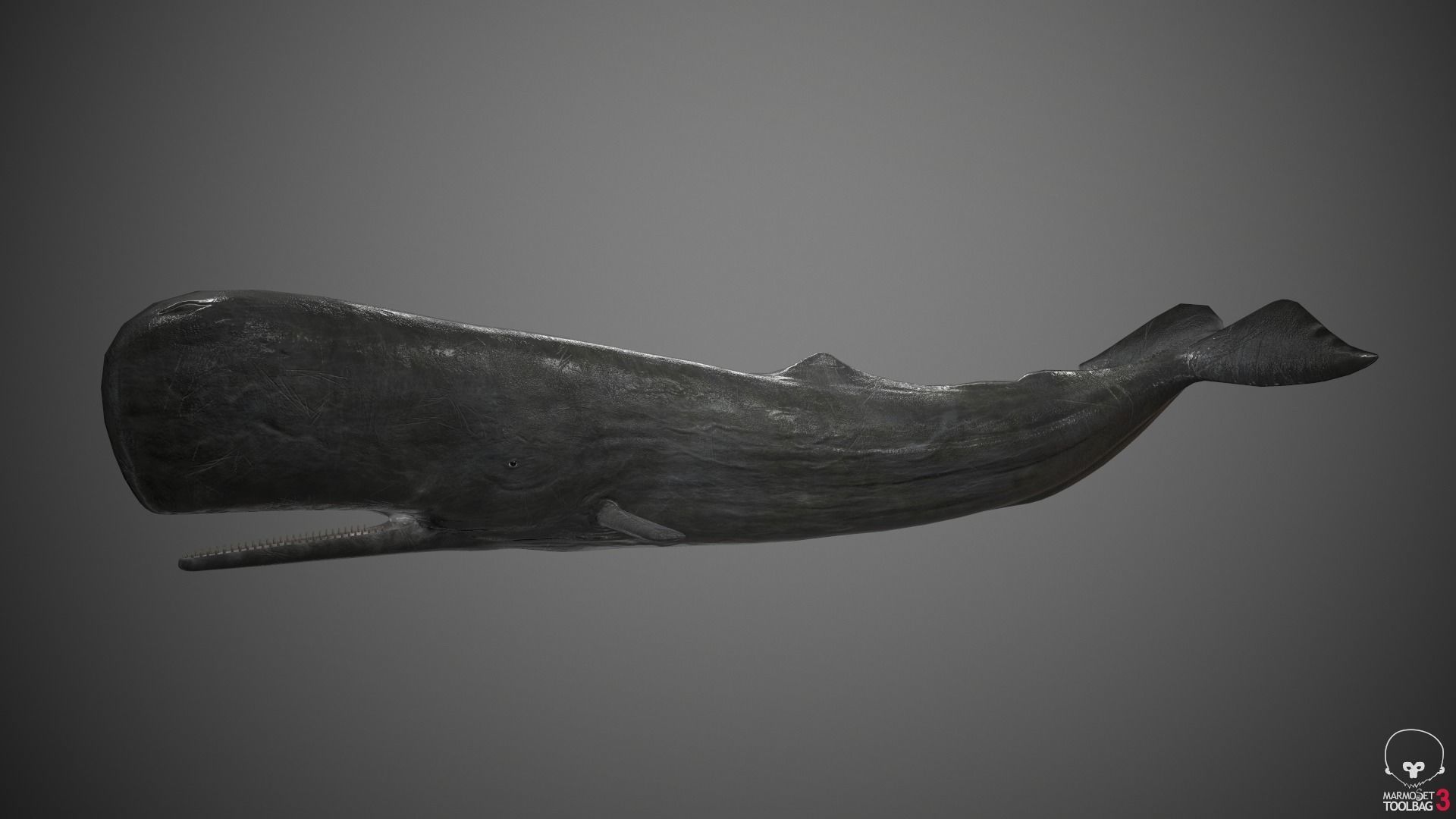 Sperm Whale Low-poly 3D model_6