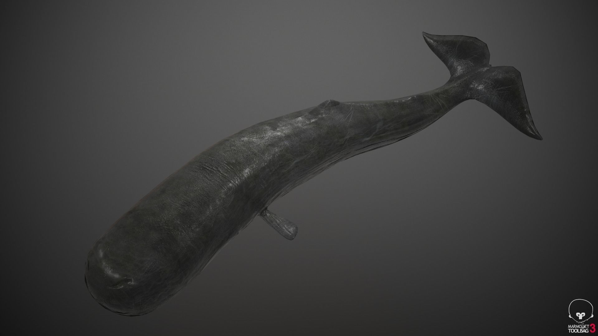 Sperm Whale Low-poly 3D model_7