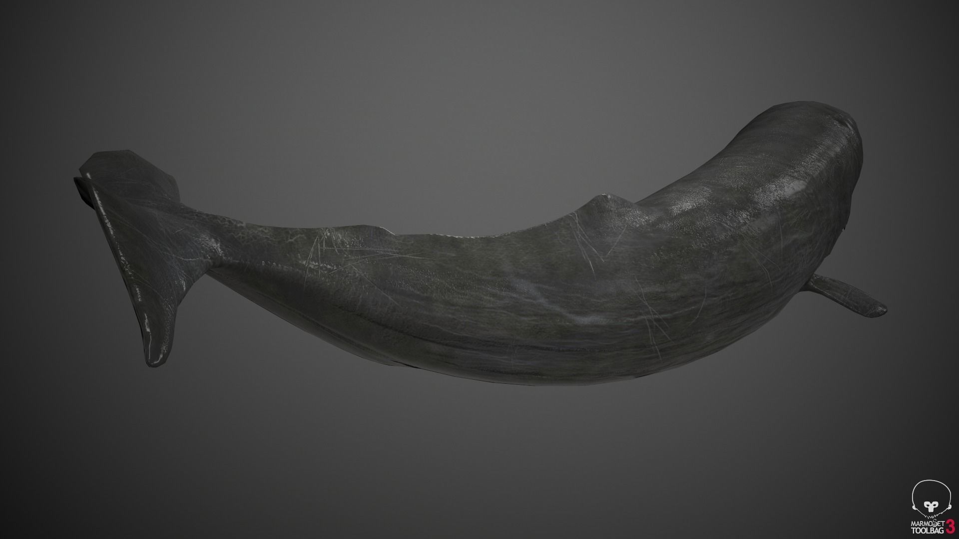 Sperm Whale Low-poly 3D model_10