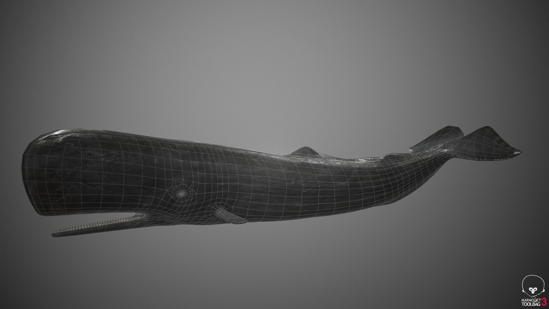 Sperm Whale Low-poly 3D model_14