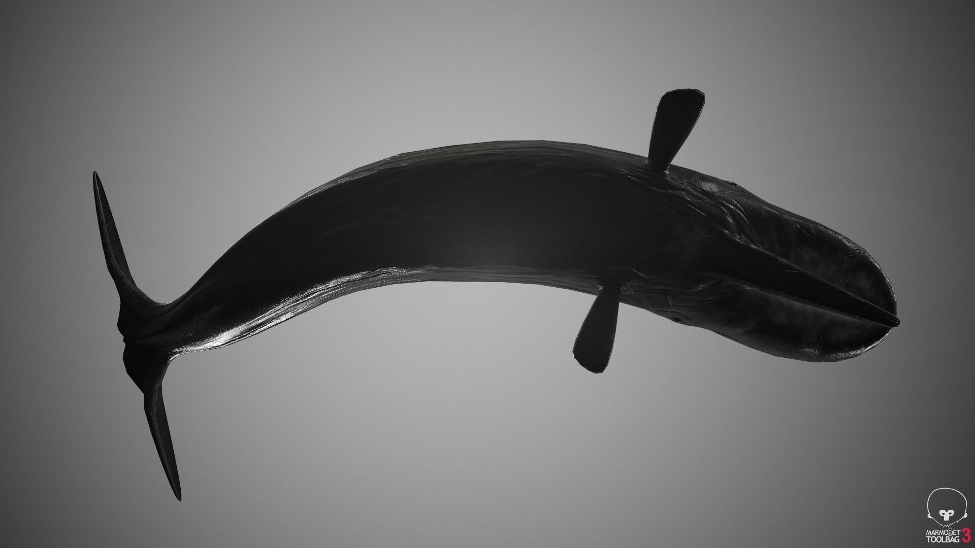 Sperm Whale Low-poly 3D model_9