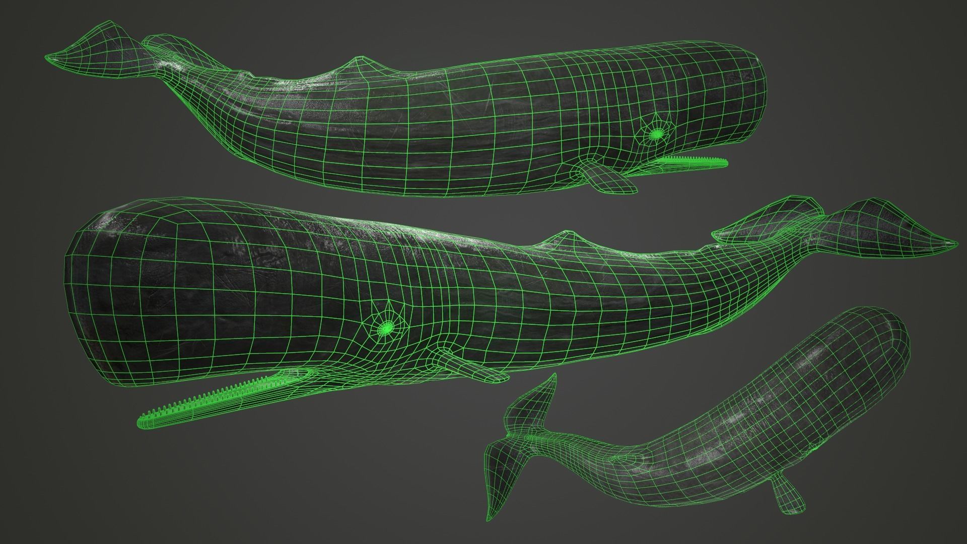 Sperm Whale Low-poly 3D model_4