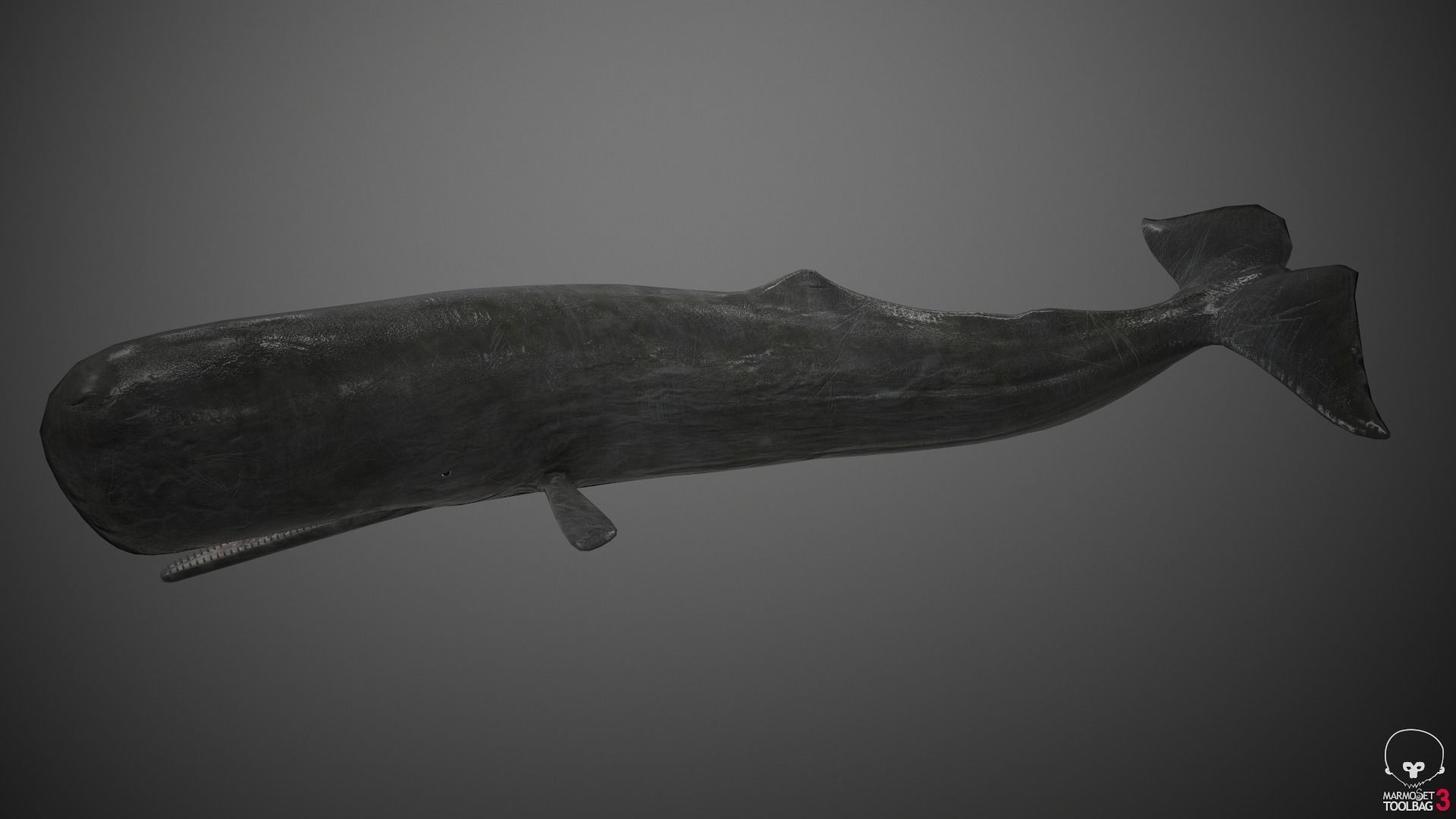 Sperm Whale Low-poly 3D model_17