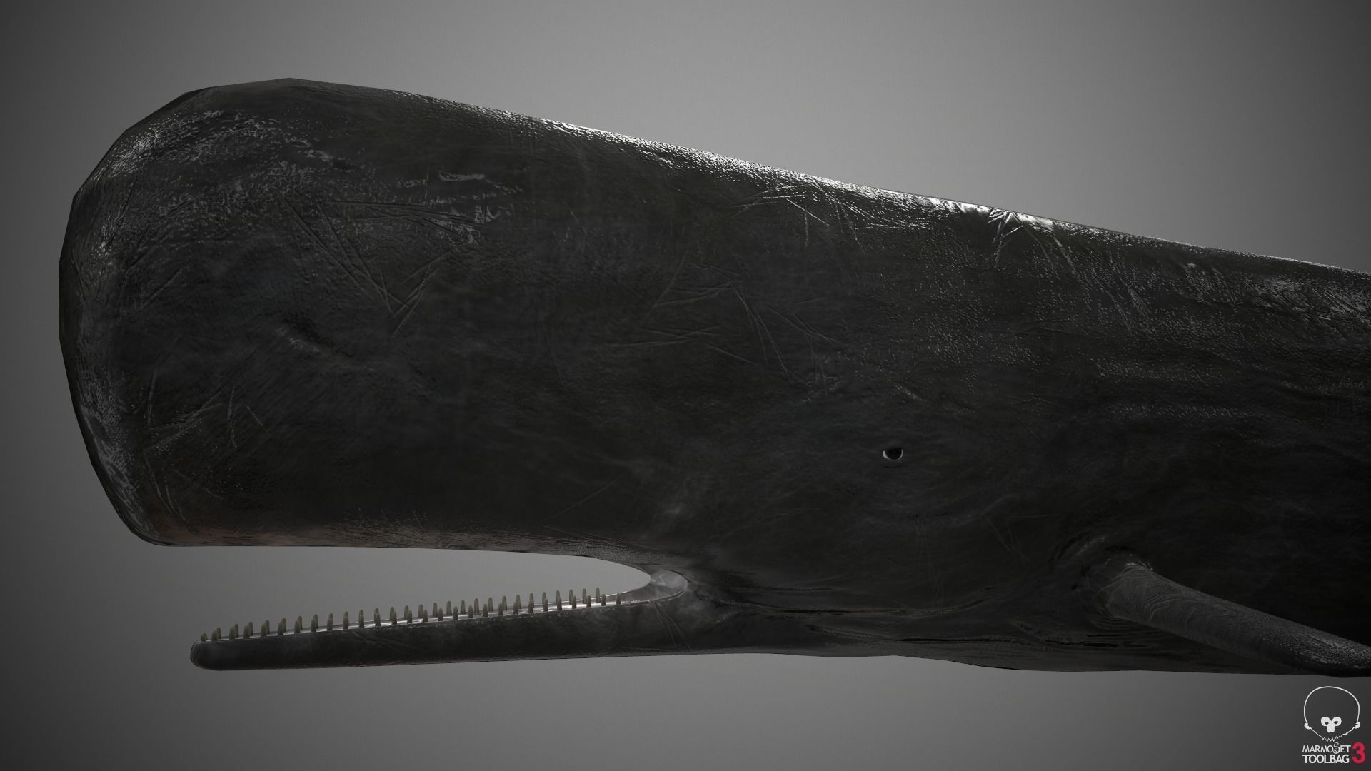 Sperm Whale Low-poly 3D model_11