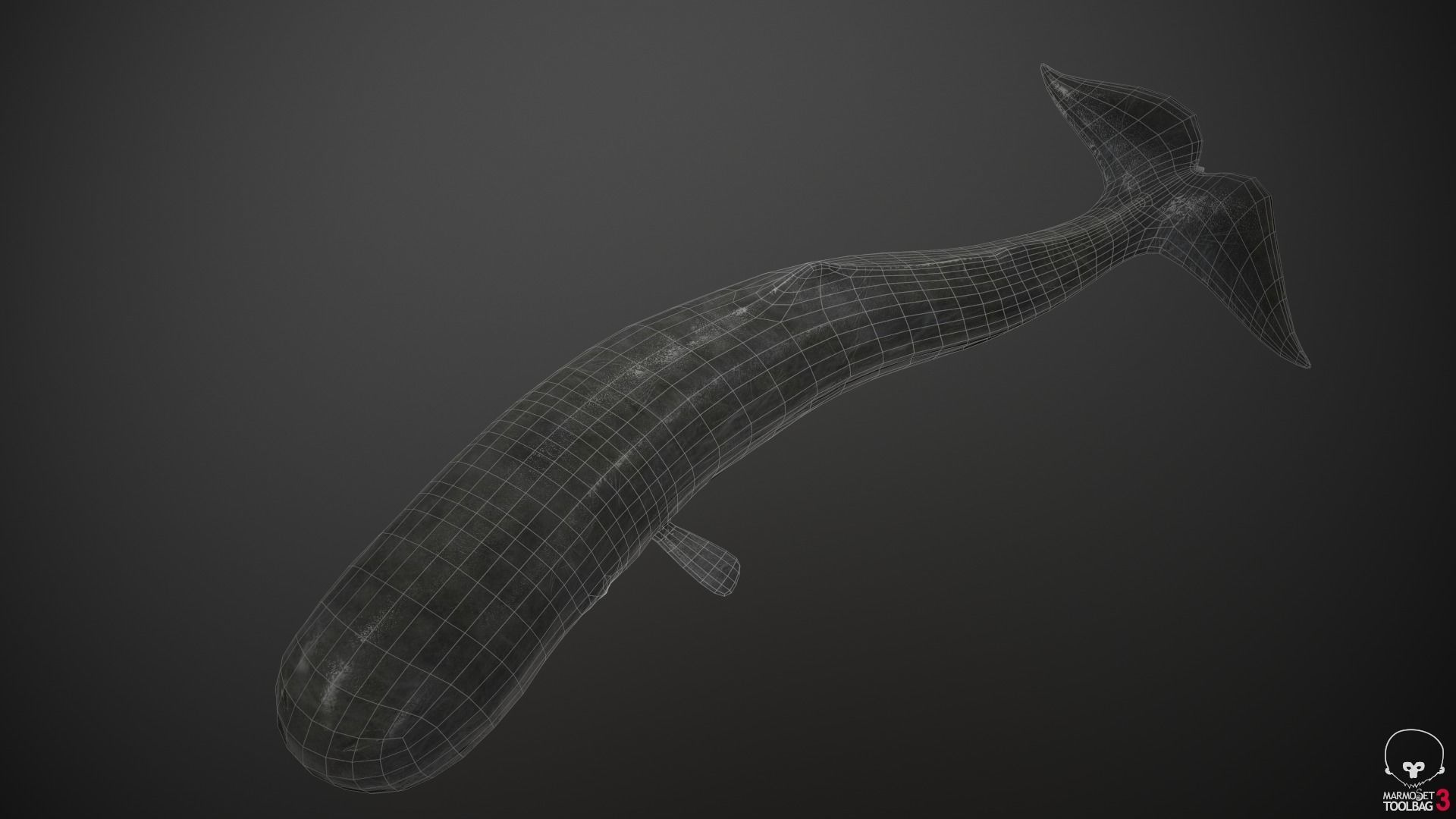 Sperm Whale Low-poly 3D model_15