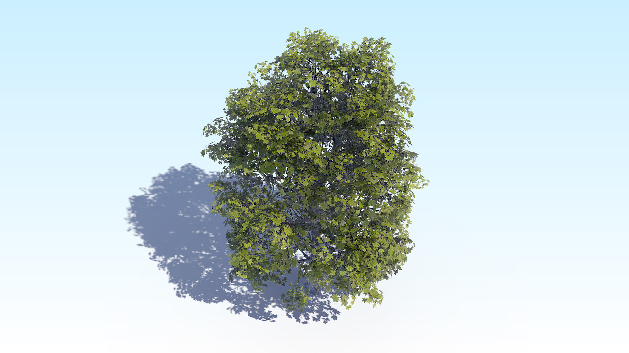 Maple Acer Tree 04 ArchViz 3D model_7