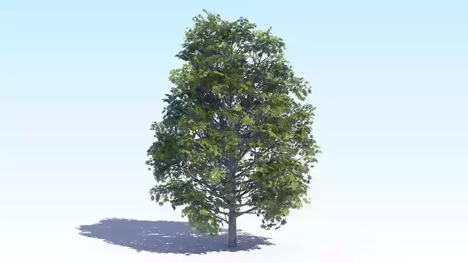 Maple Acer Tree 04 ArchViz 3D model