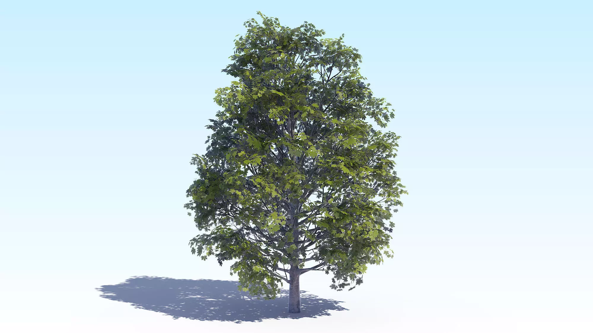 Maple Acer Tree 04 ArchViz 3D model_0