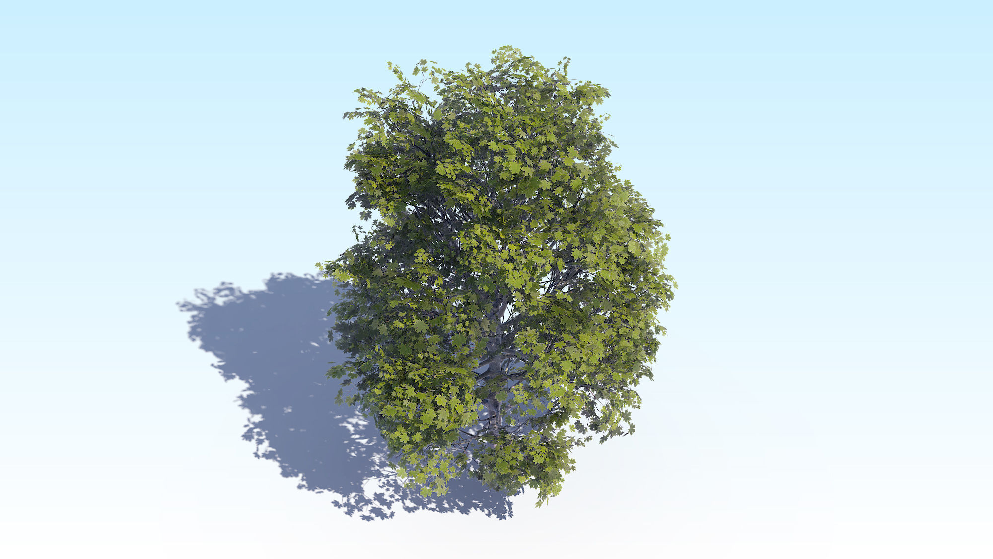Maple Acer Tree 04 ArchViz 3D model_8