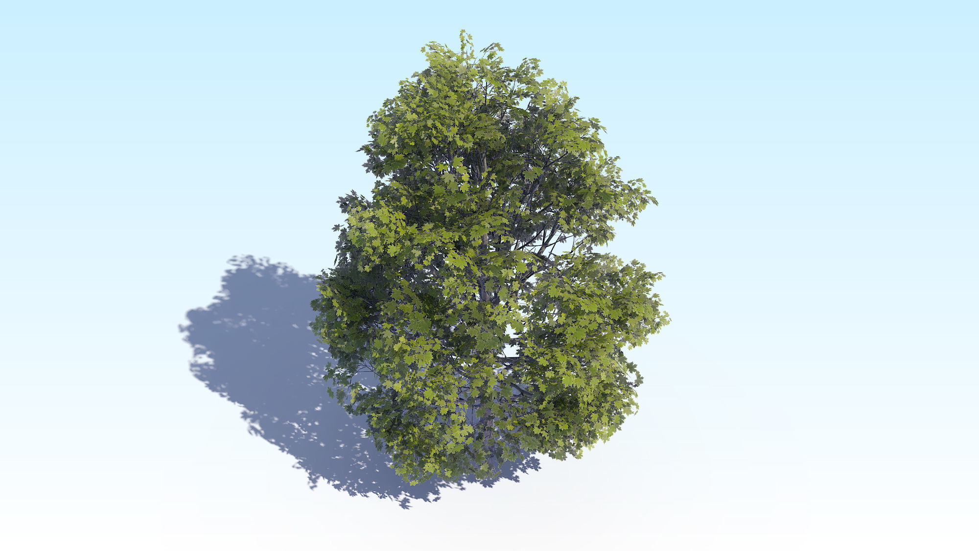 Maple Acer Tree 04 ArchViz 3D model_9