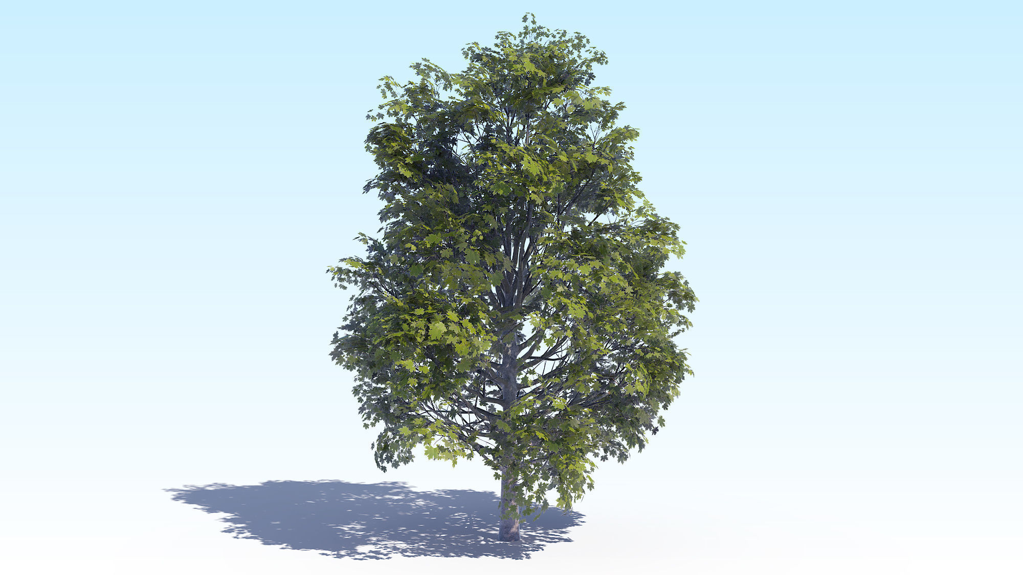 Maple Acer Tree 04 ArchViz 3D model_3