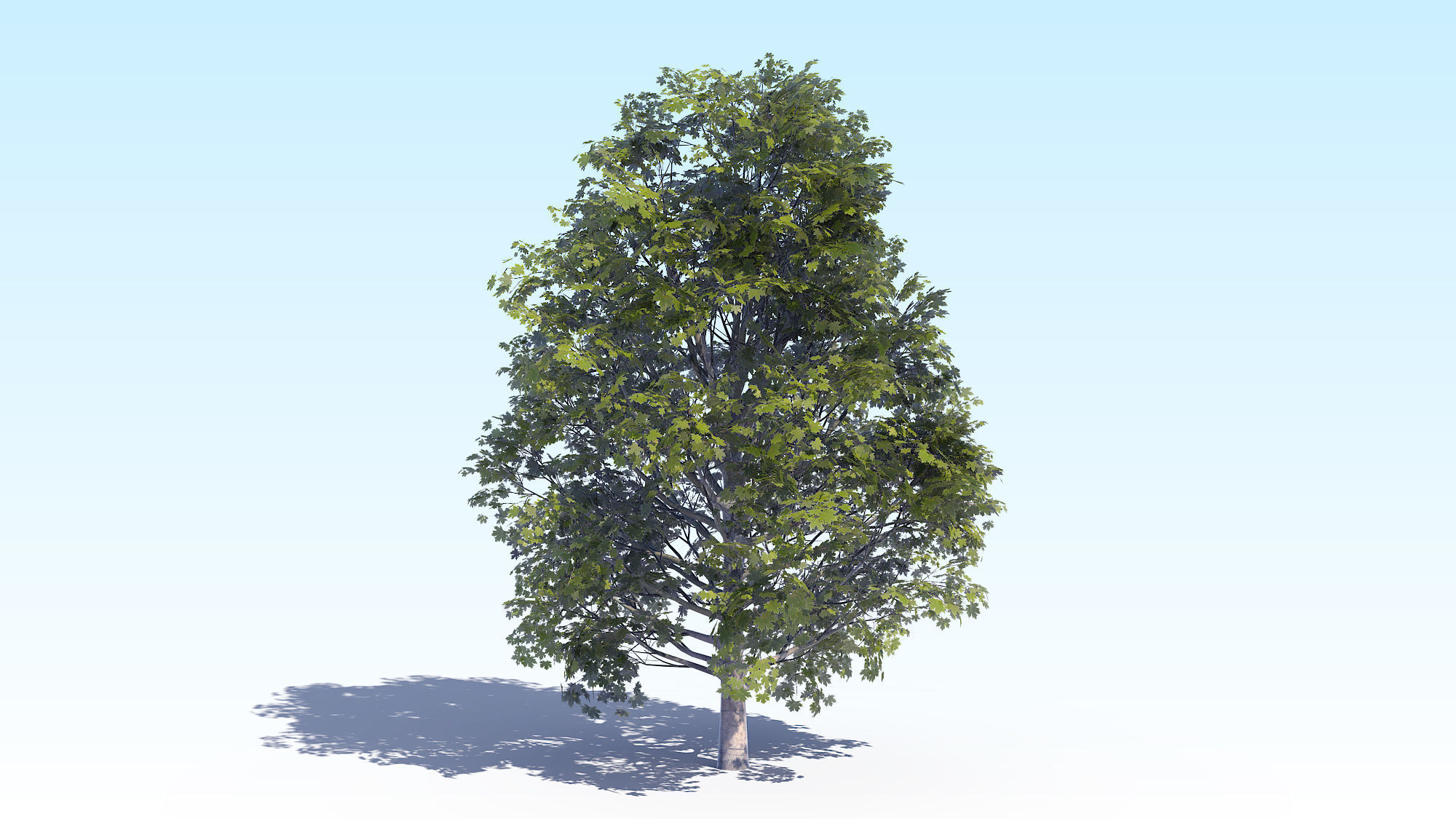 Maple Acer Tree 04 ArchViz 3D model_1