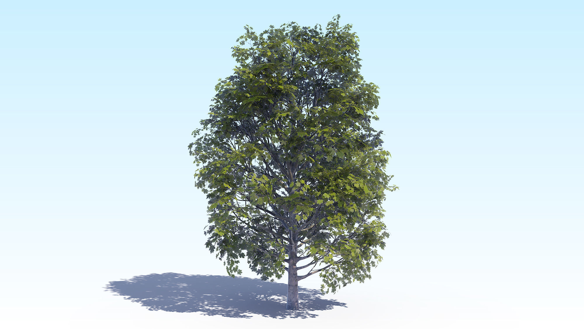 Maple Acer Tree 04 ArchViz 3D model_2