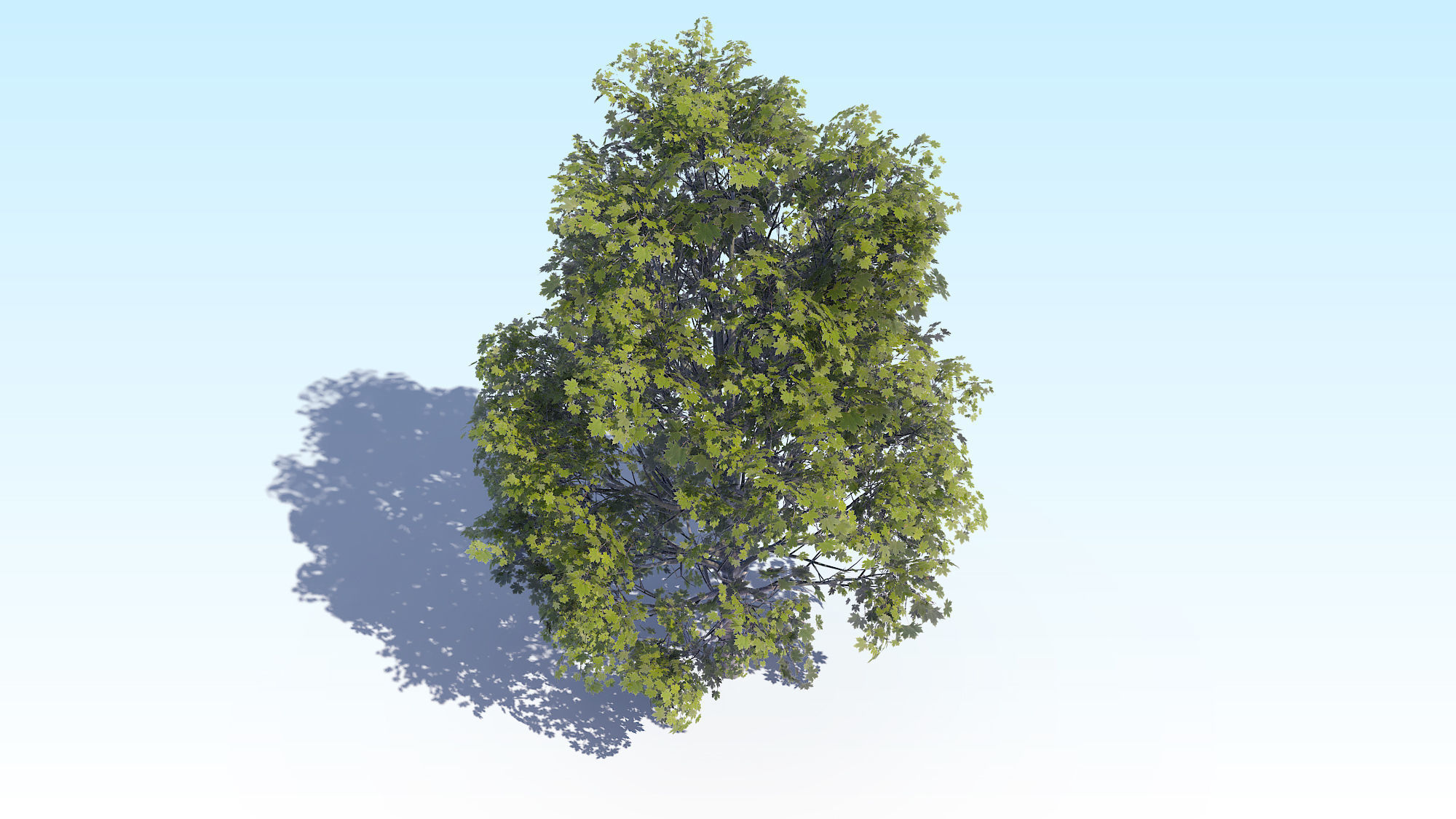 Maple Acer Tree 04 ArchViz 3D model_11