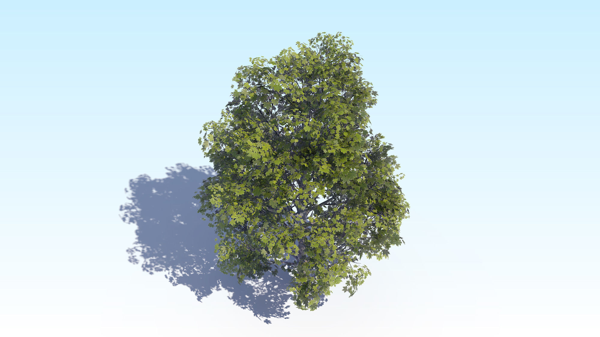 Maple Acer Tree 04 ArchViz 3D model_6