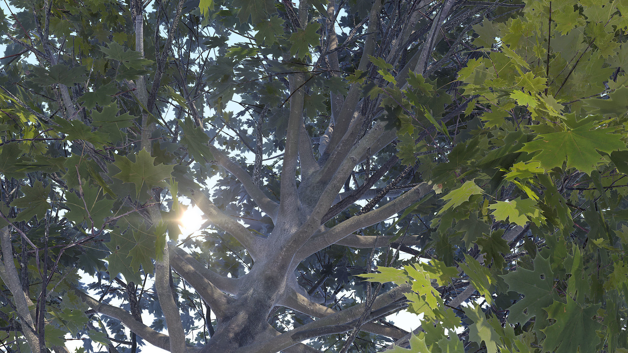 Maple Acer Tree 04 ArchViz 3D model_12