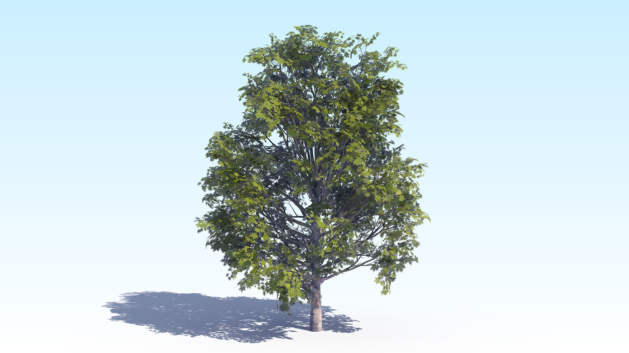 Maple Acer Tree 04 ArchViz 3D model_5