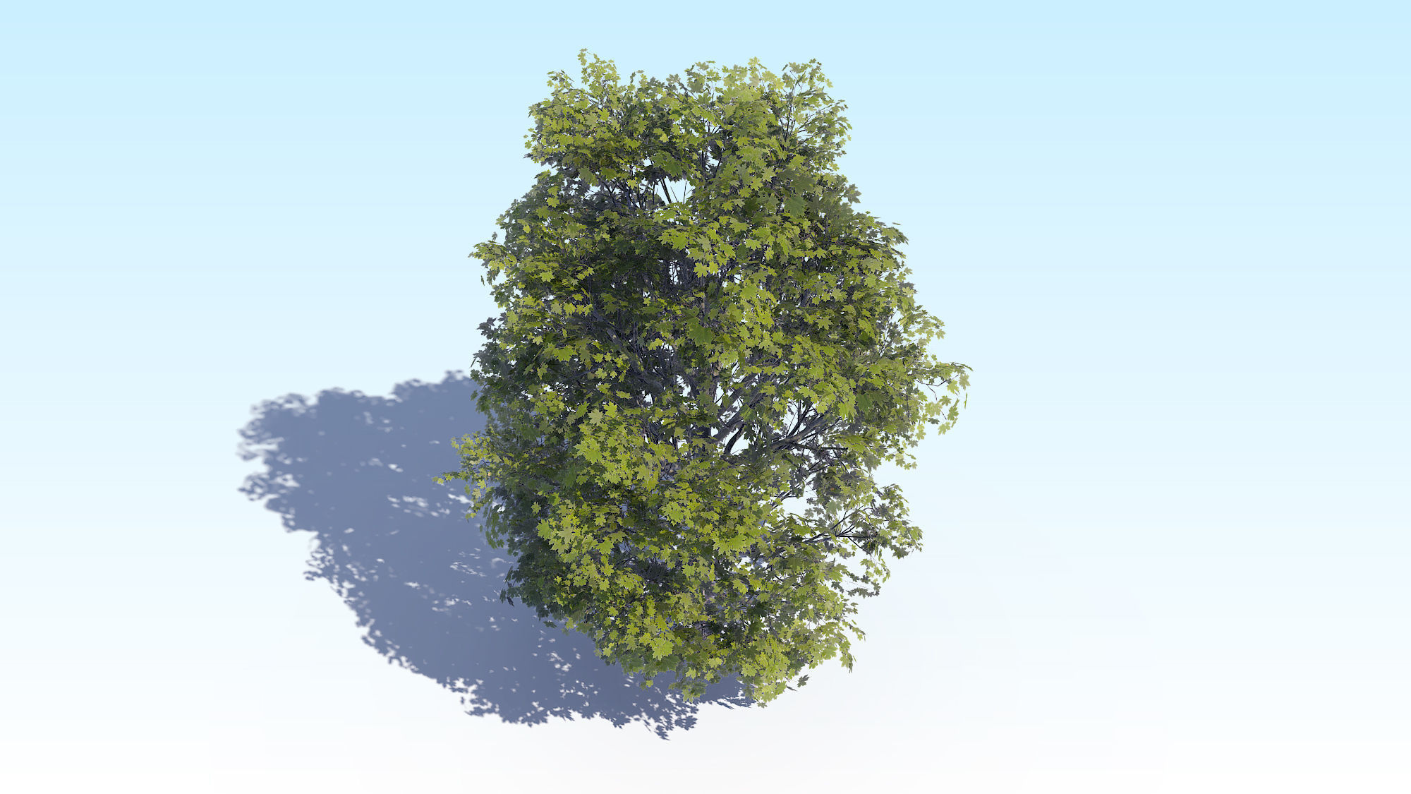 Maple Acer Tree 04 ArchViz 3D model_10