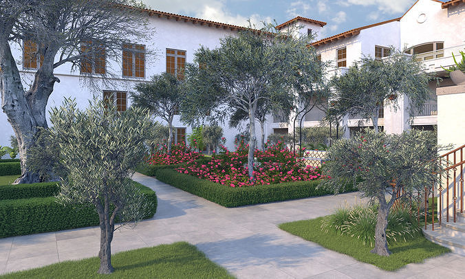 Olea europaea olive tree young B 3D model