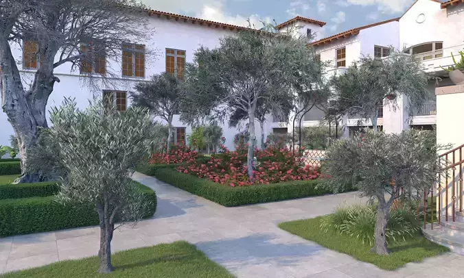 Olea europaea olive tree young B 3D model