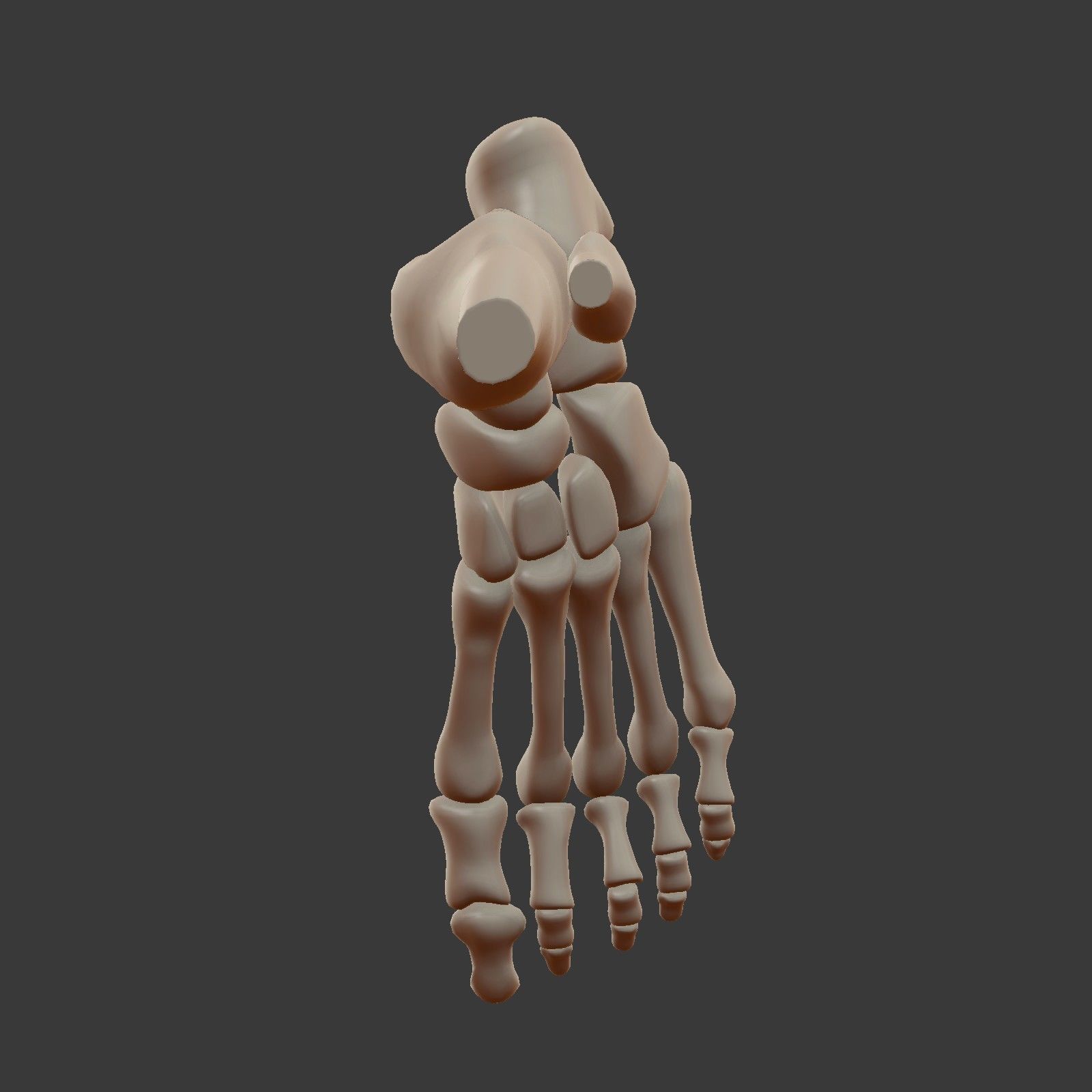 Skeletal Foot Low-poly 3D model_11
