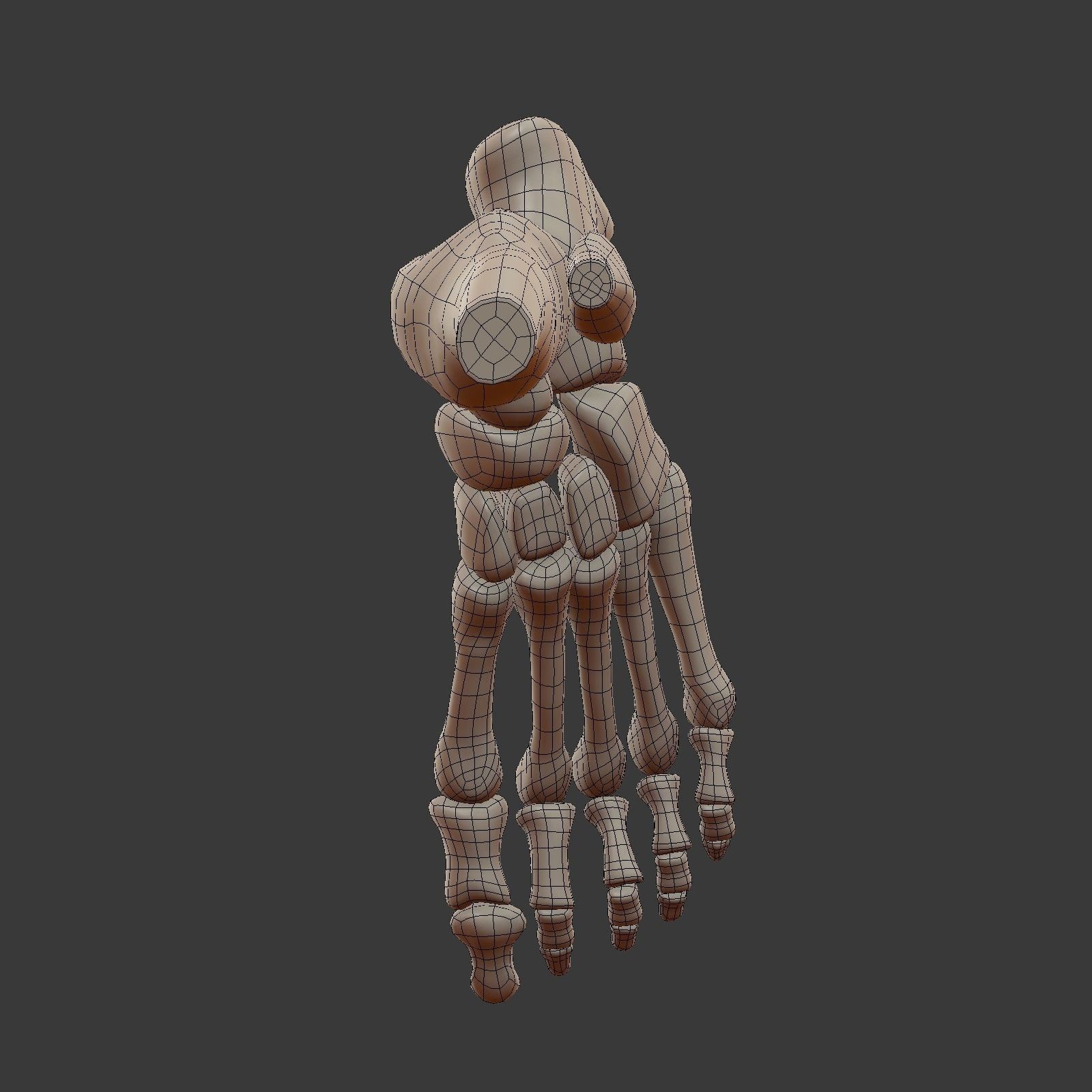 Skeletal Foot Low-poly 3D model_12
