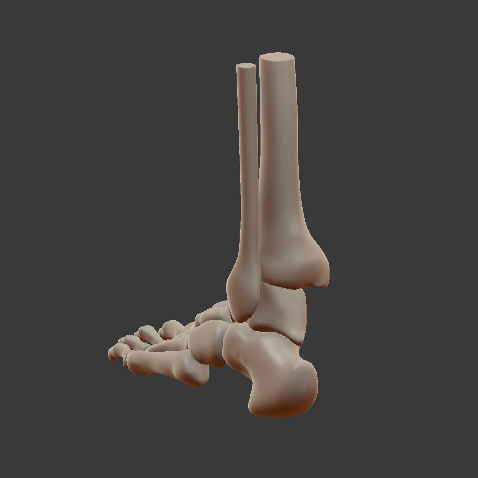 Skeletal Foot Low-poly 3D model_7