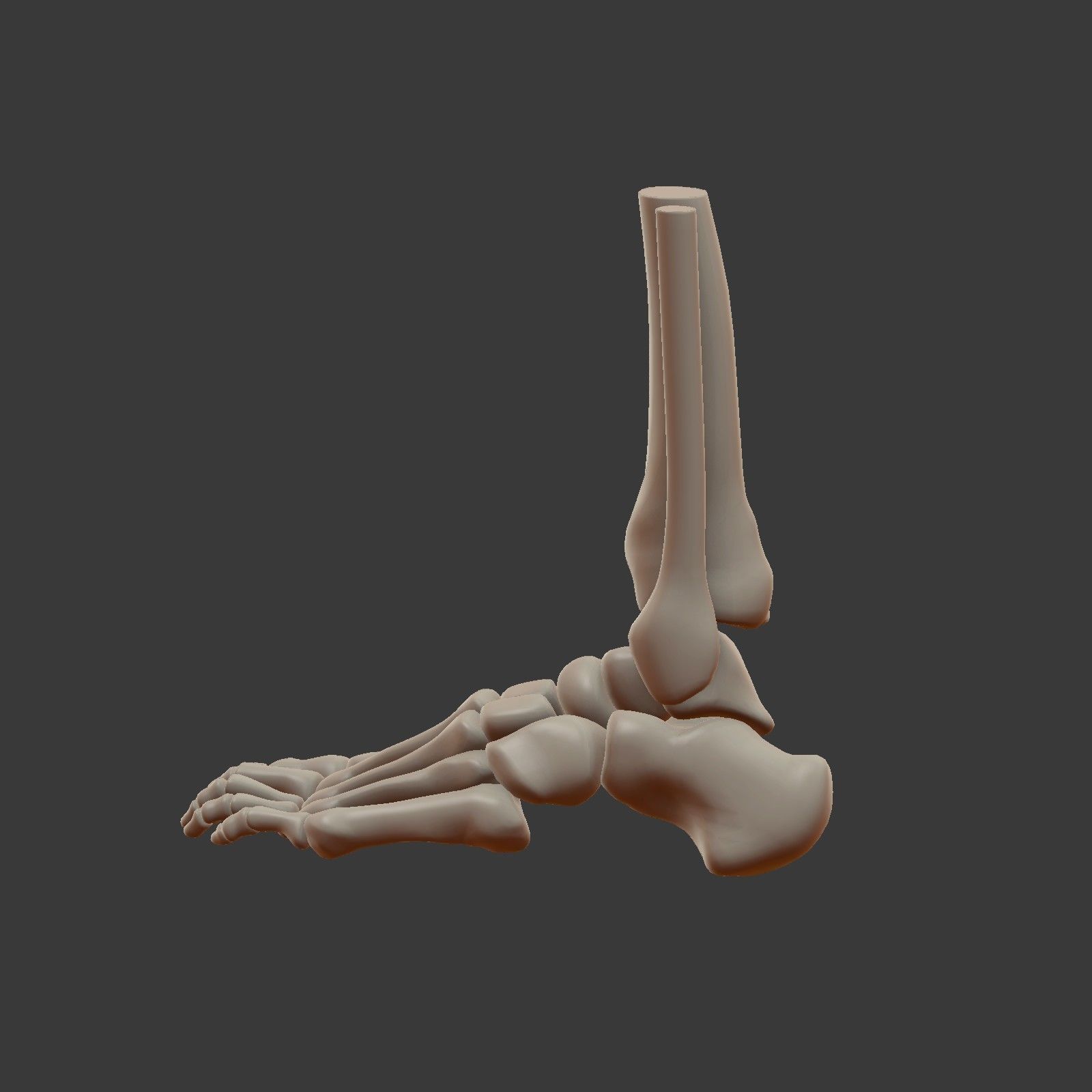 Skeletal Foot Low-poly 3D model_5