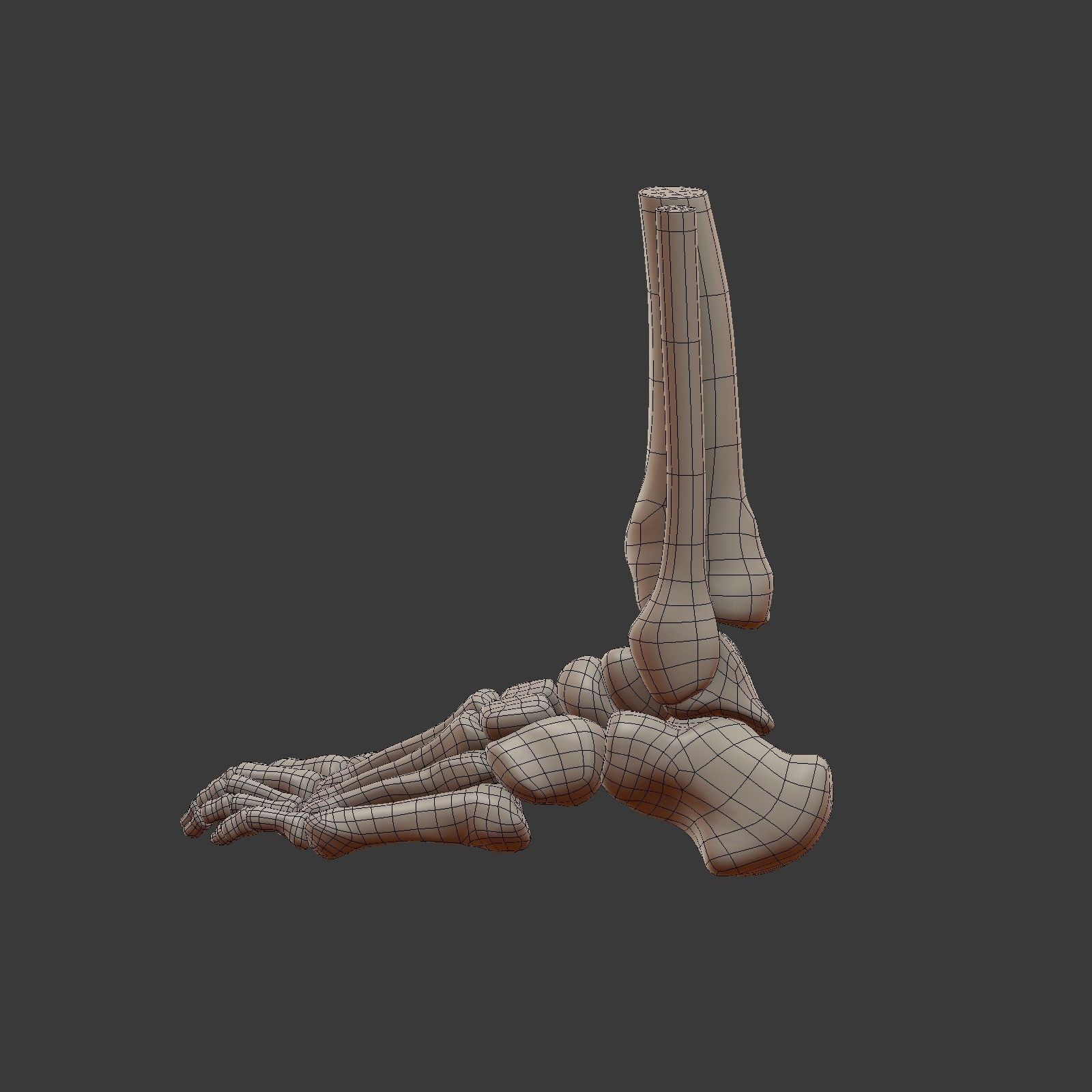 Skeletal Foot Low-poly 3D model_6
