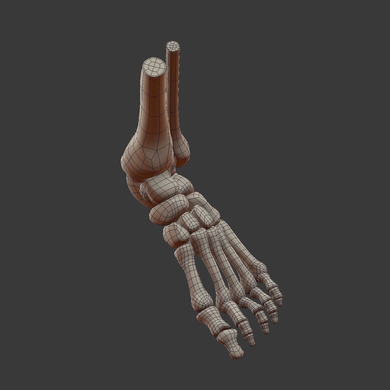 Skeletal Foot Low-poly 3D model_10