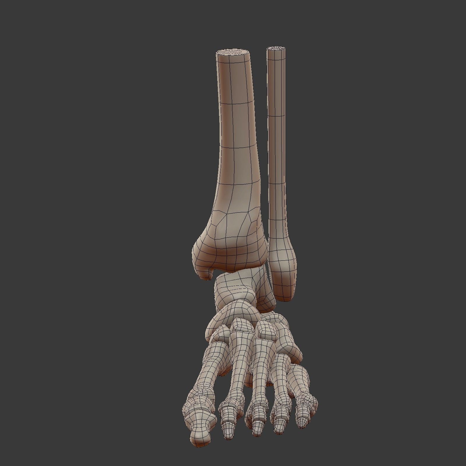 Skeletal Foot Low-poly 3D model_4