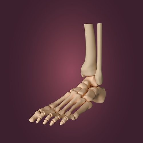 Skeletal Foot Low-poly 3D model