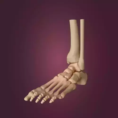 Skeletal Foot Low-poly 3D model