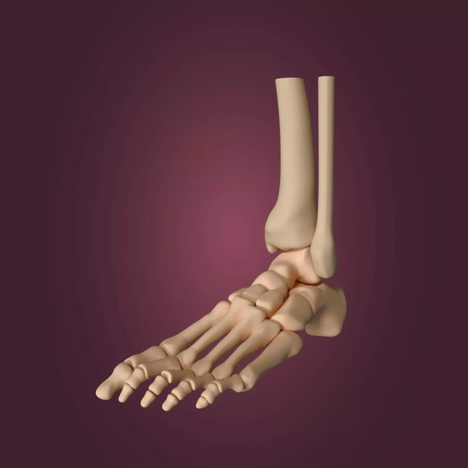 Skeletal Foot Low-poly 3D model_0