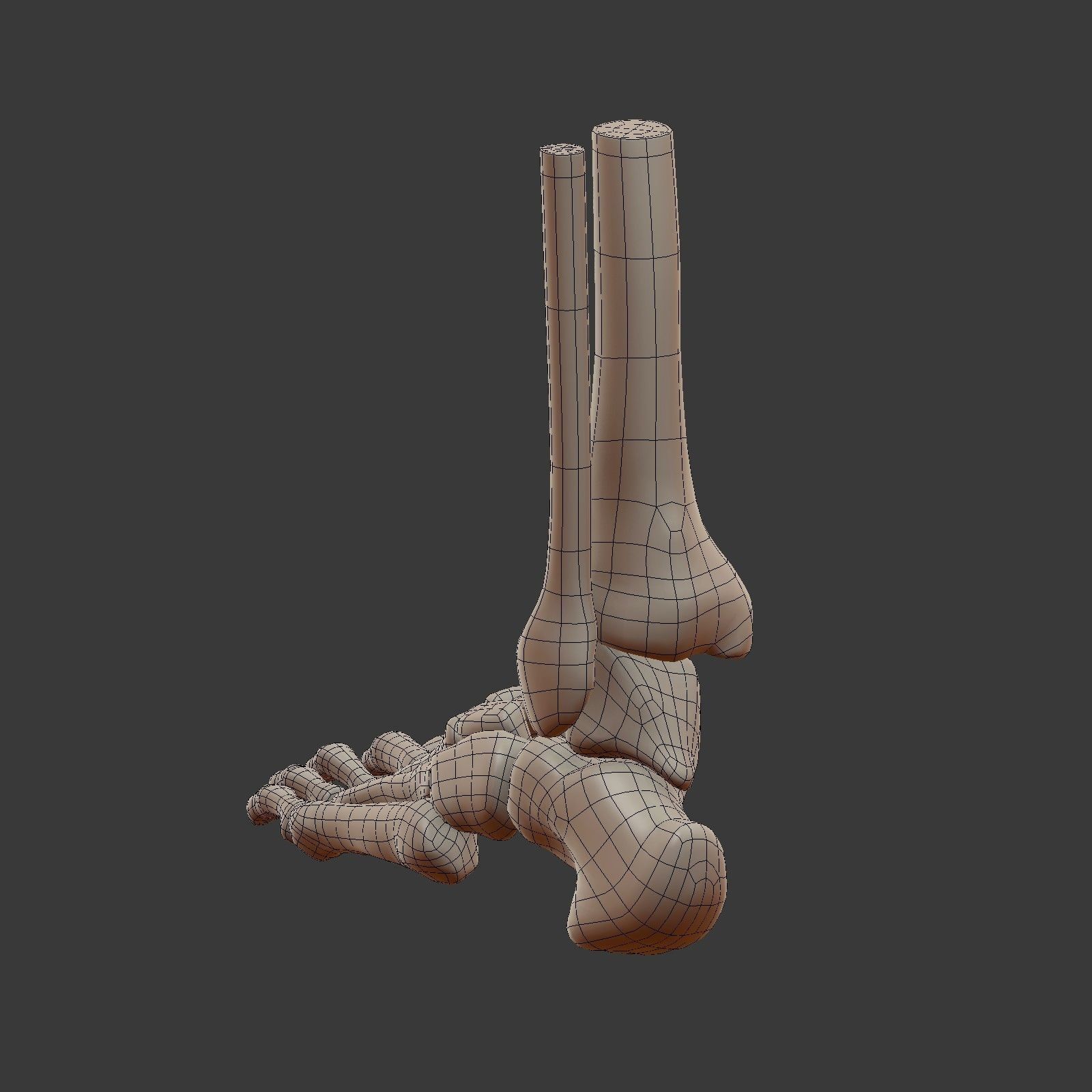 Skeletal Foot Low-poly 3D model_8