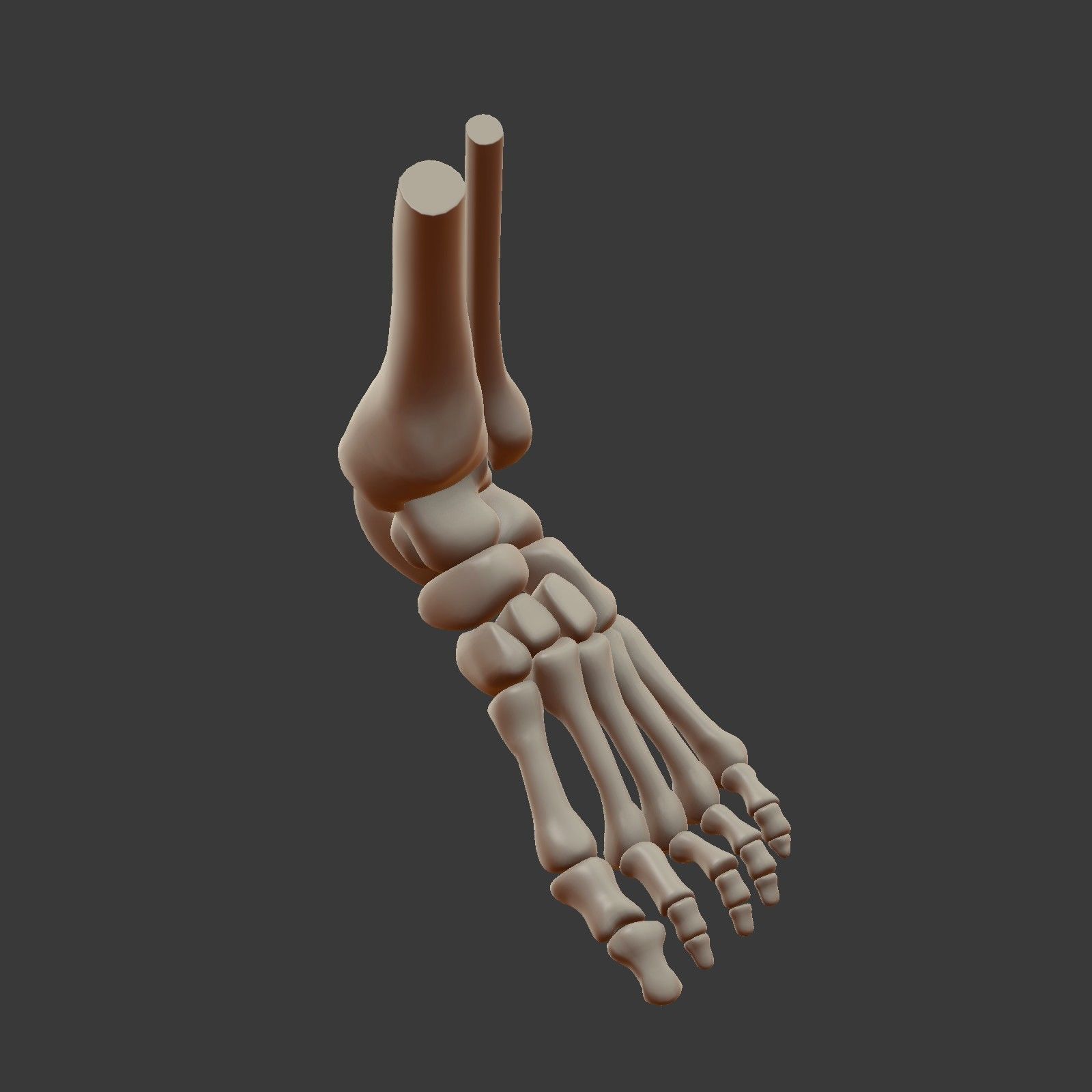 Skeletal Foot Low-poly 3D model_9