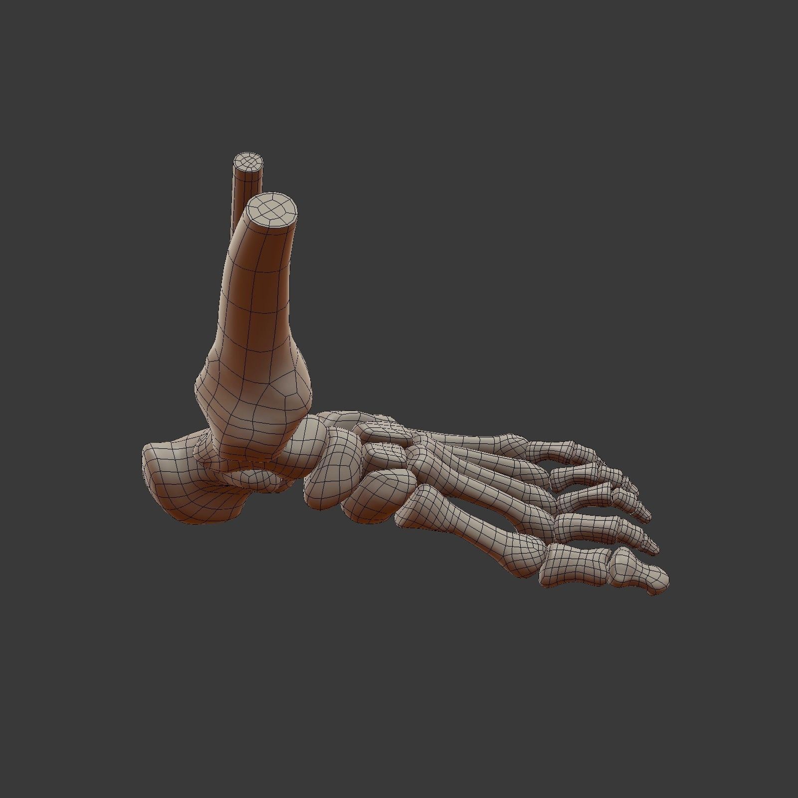Skeletal Foot Low-poly 3D model_16