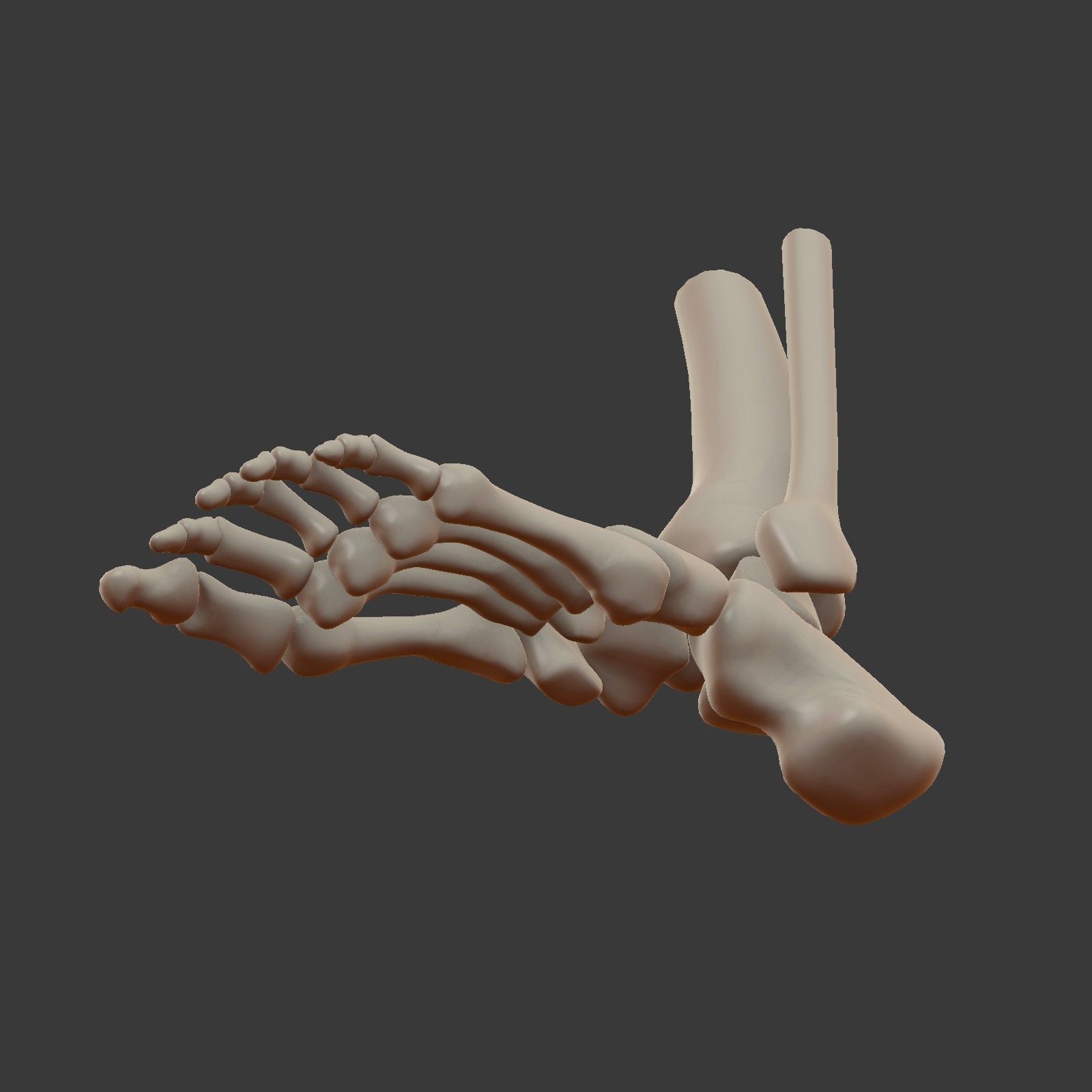Skeletal Foot Low-poly 3D model_13