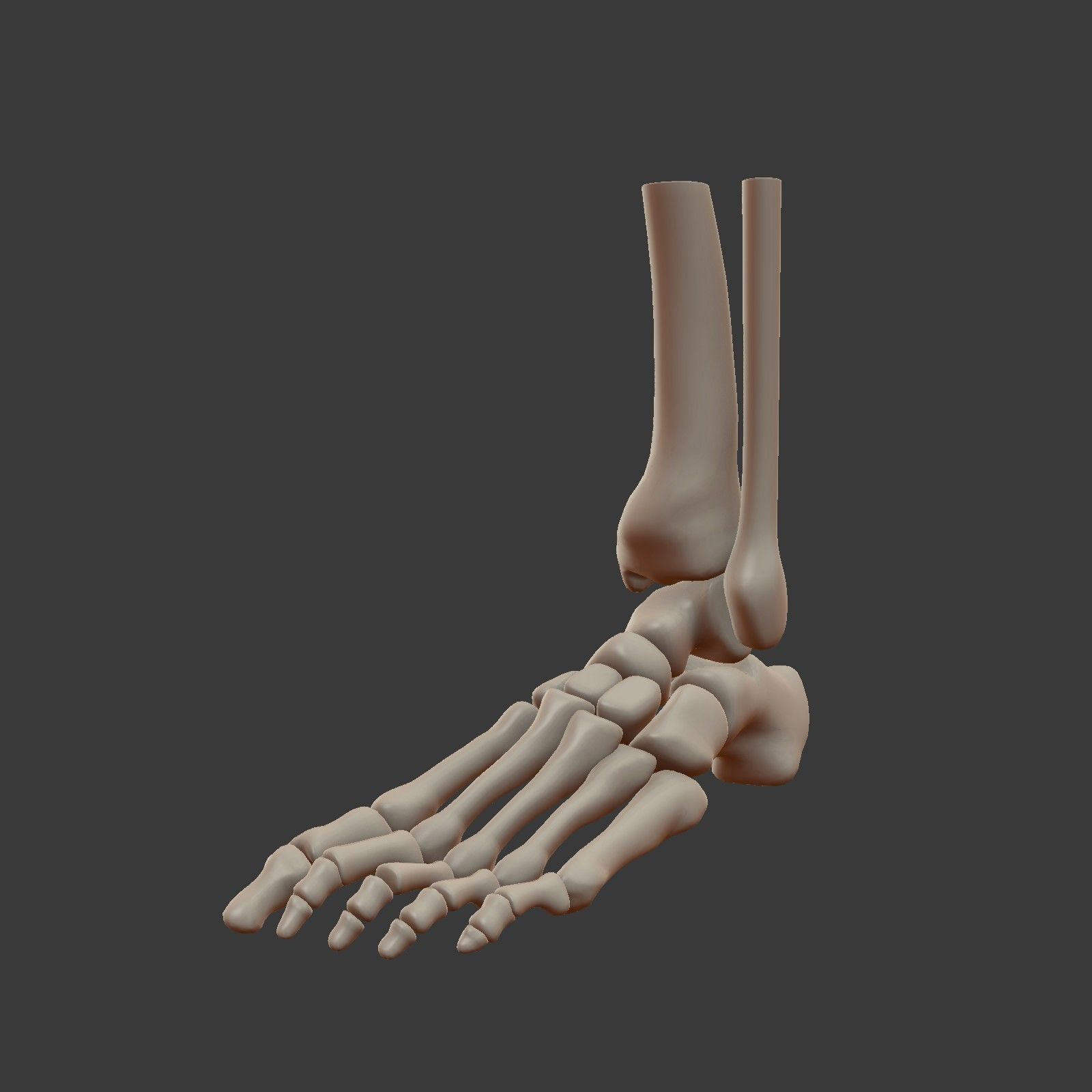 Skeletal Foot Low-poly 3D model_1