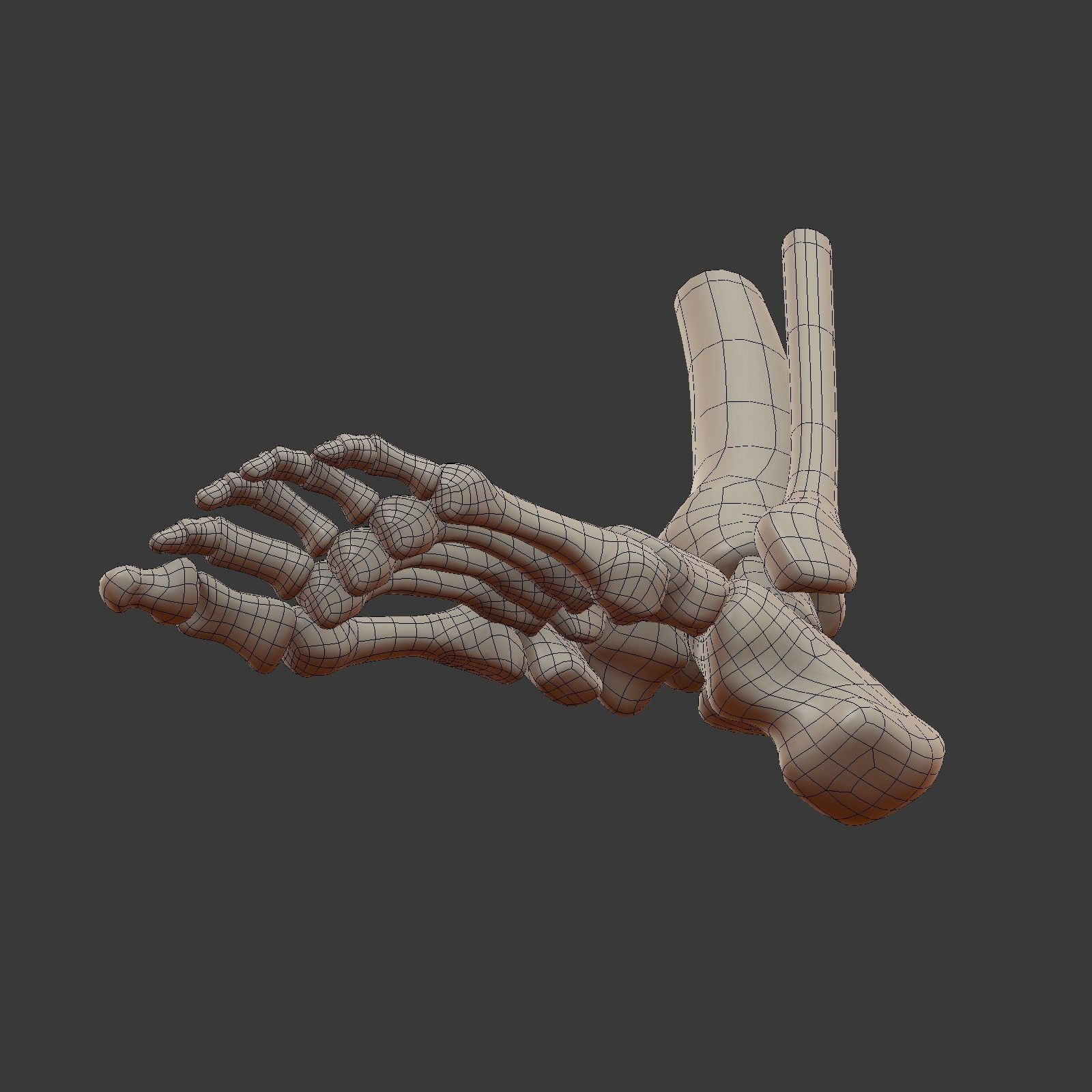 Skeletal Foot Low-poly 3D model_14