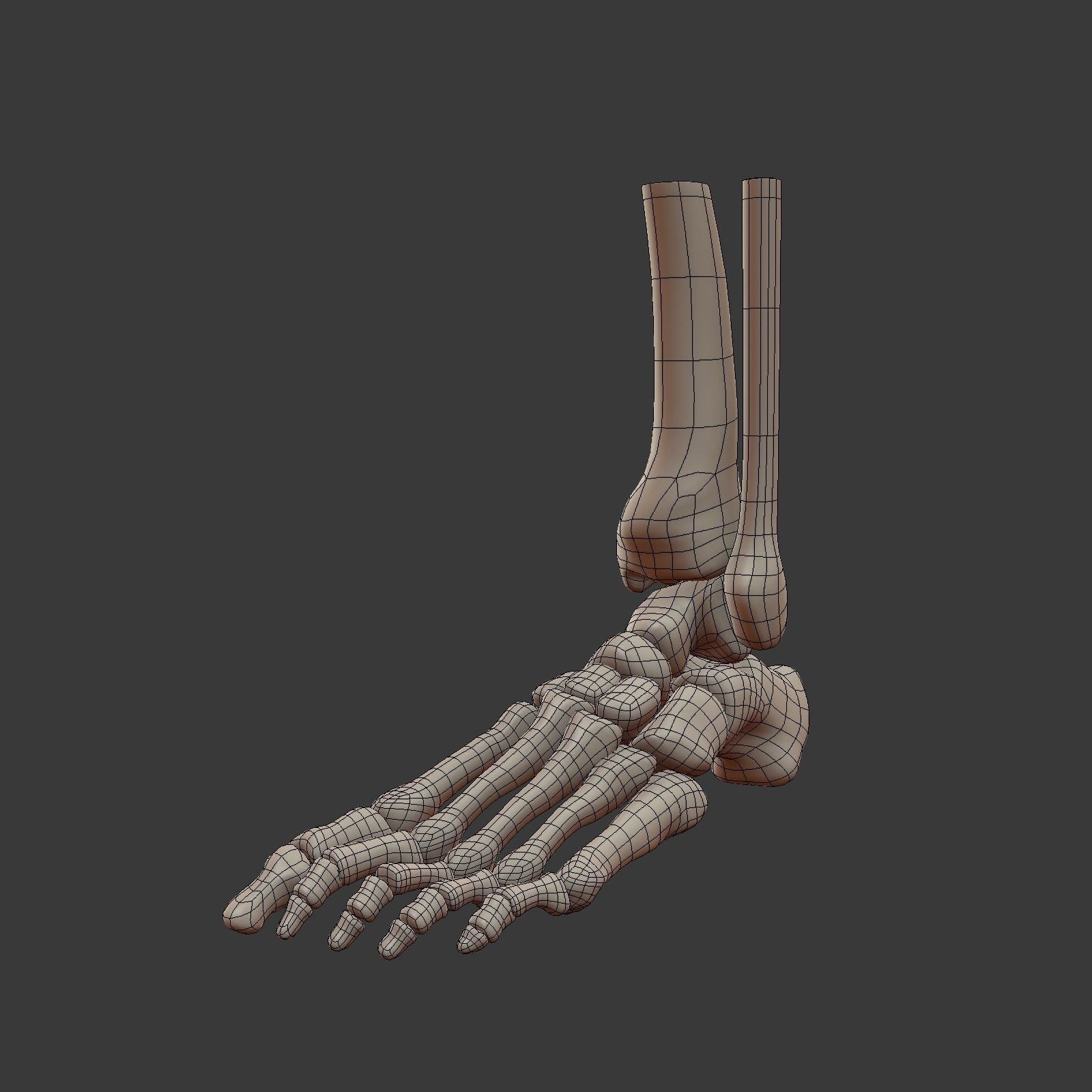 Skeletal Foot Low-poly 3D model_2