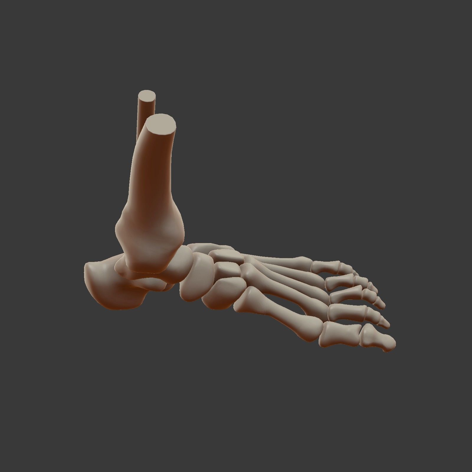 Skeletal Foot Low-poly 3D model_15