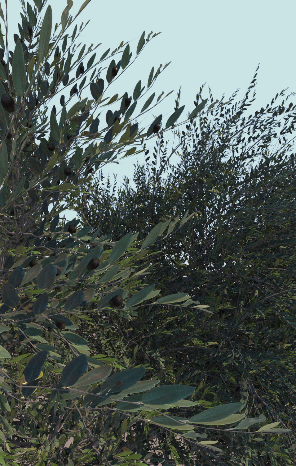 Olea europaea olive tree mature A 3D model_5
