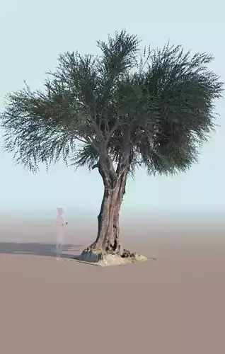 Olea europaea olive tree mature A 3D model