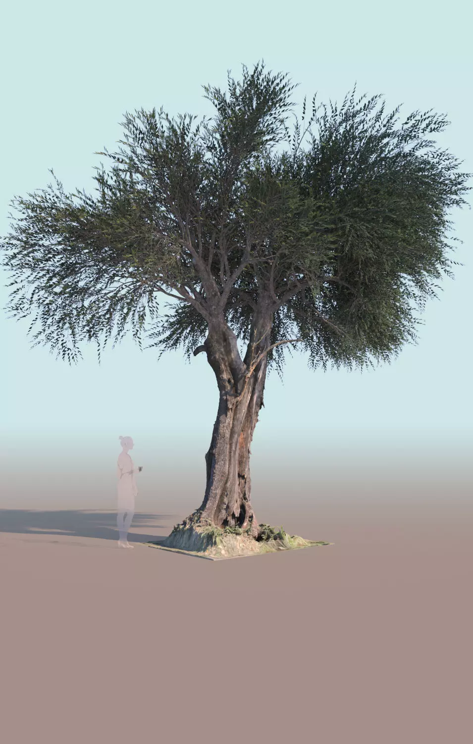 Olea europaea olive tree mature A 3D model_0