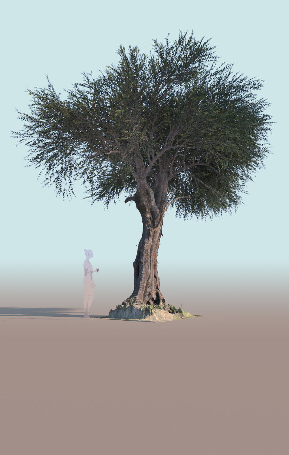 Olea europaea olive tree mature A 3D model_4