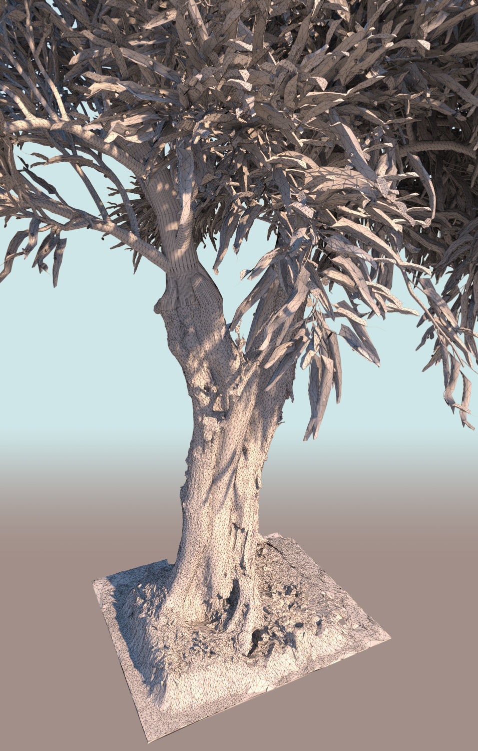 Olea europaea olive tree mature A 3D model_6